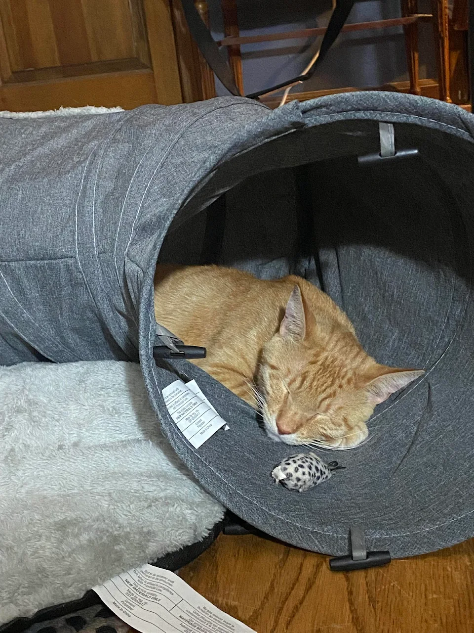 Got my cat a tunnel and she's loving it