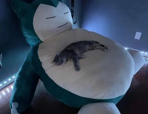 Pokemon cat sleeping