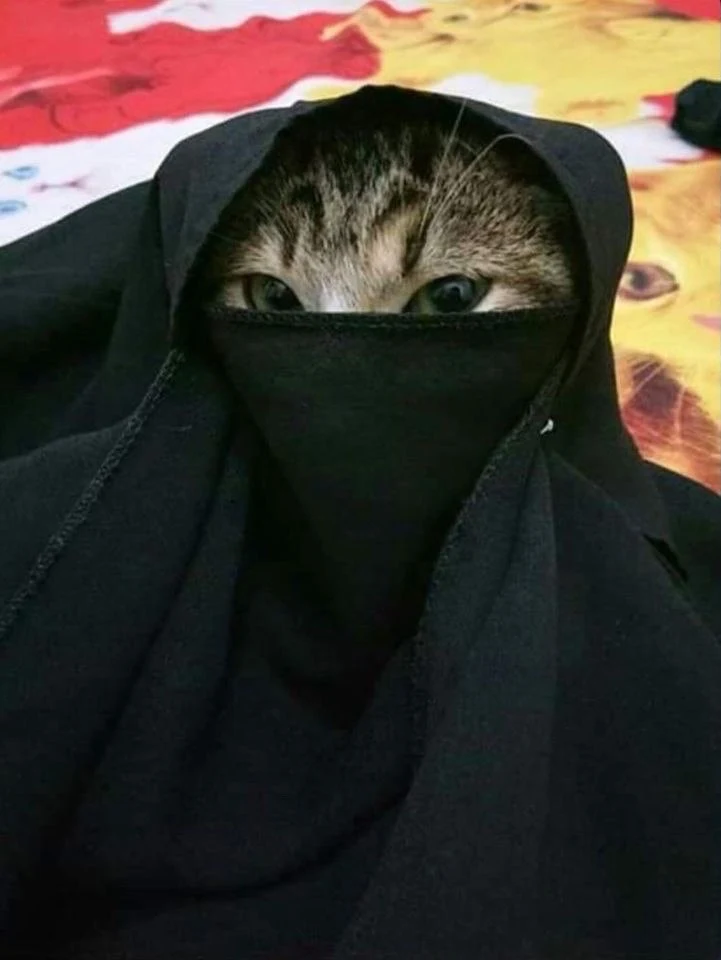 yes, you are not mistaken, cats also have their own culture