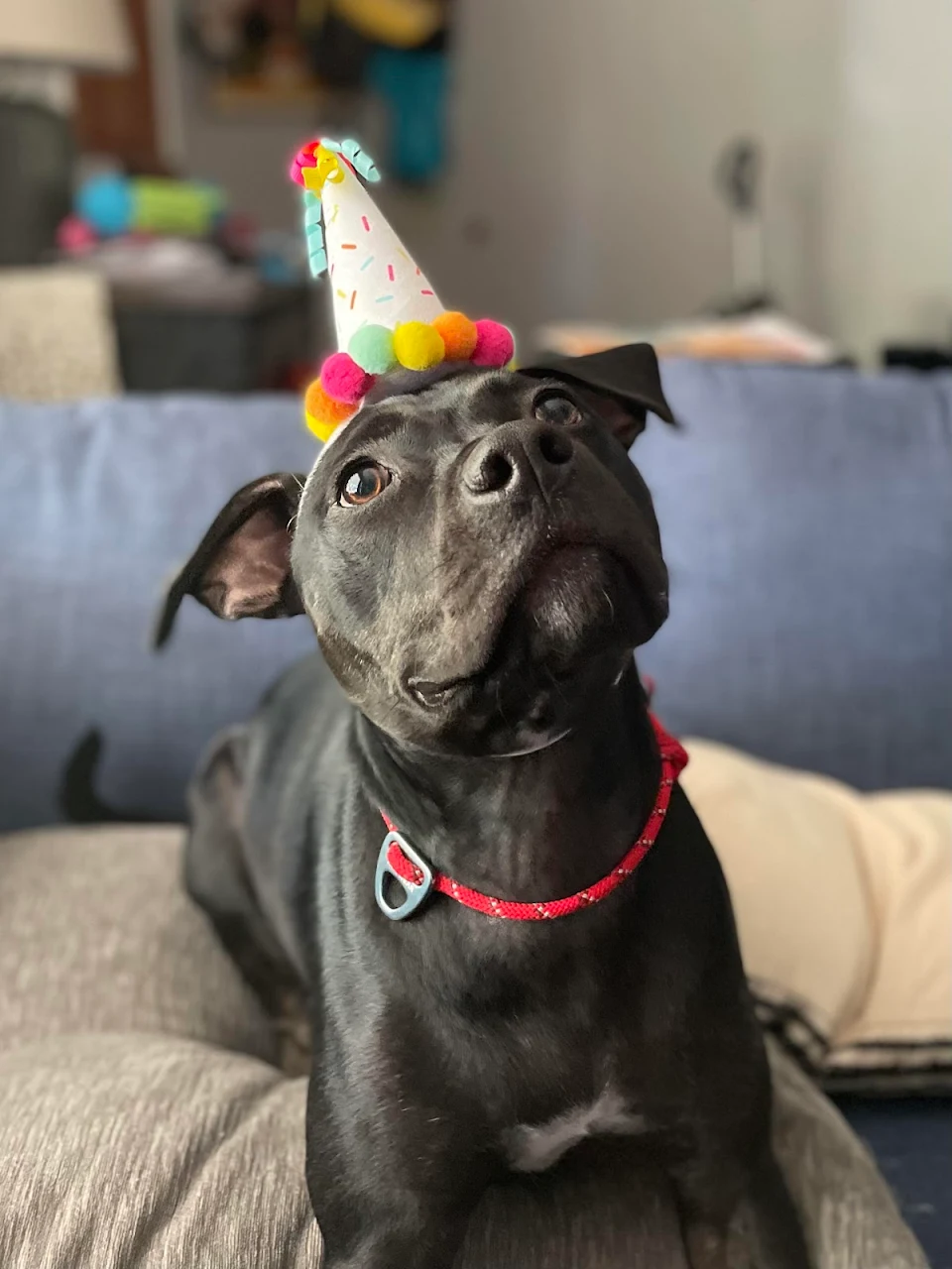 Our little babe turns 1 today. We couldn’t have gotten luckier adopting her from the shelter. [OC]