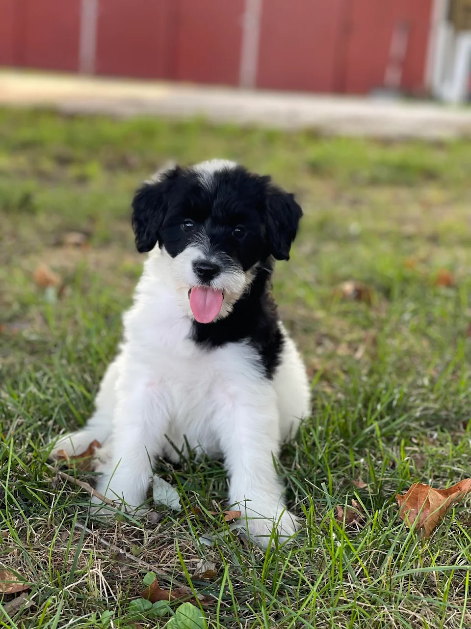 She needs a name! Portuguese Water Dog nameless for 2 weeks now and she’s getting upset…