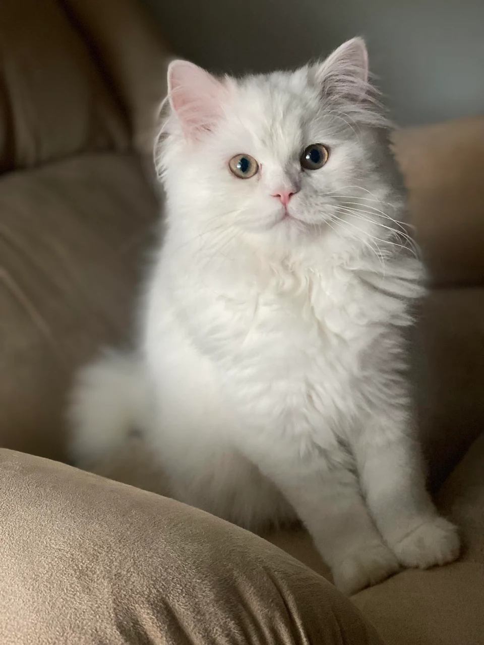 [OC] thx r/aww for helping me name “puff”