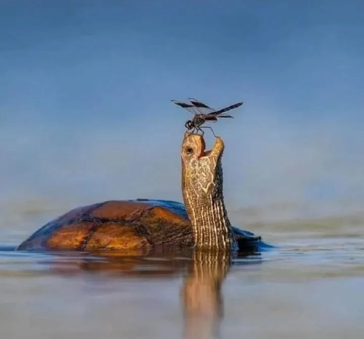 just a turtle and his dragonfly