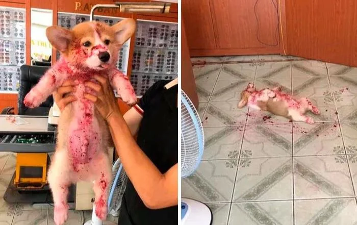 Somebody found this Corgi puppy laid out in a shop surrounded by claret. They thought he'd been hurt and bleeding... It turns out he'd eaten and entire jar of Jam and passed out on the floor in a sugar crash 😂