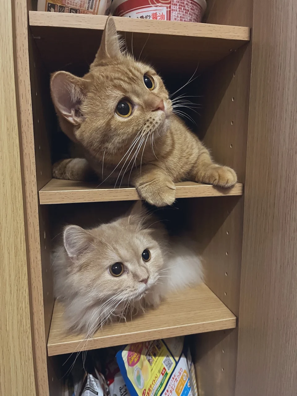 Cat Shelves