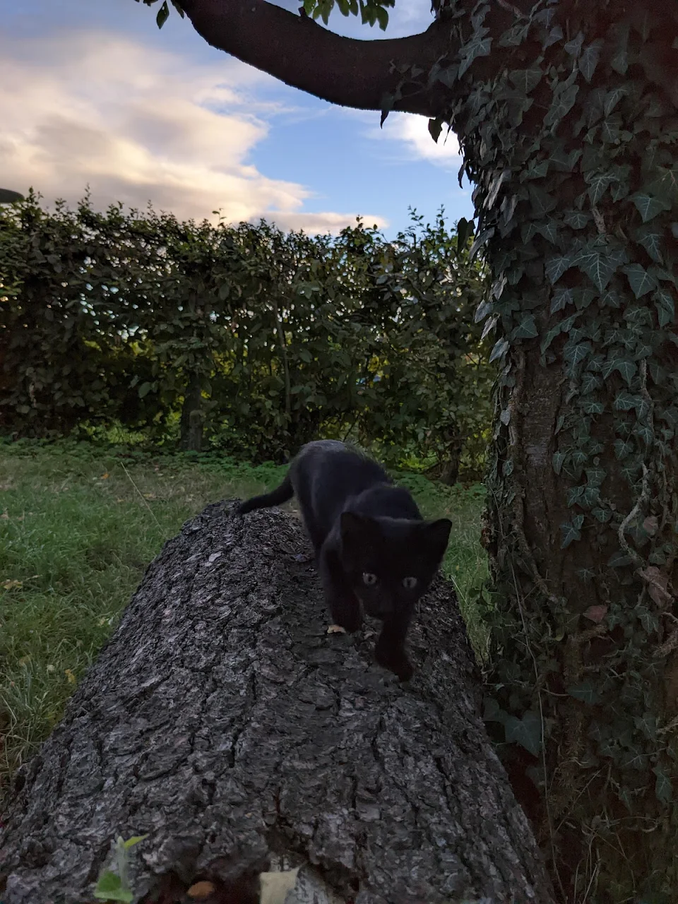 My new kitten looks like a black panther on the hunt.