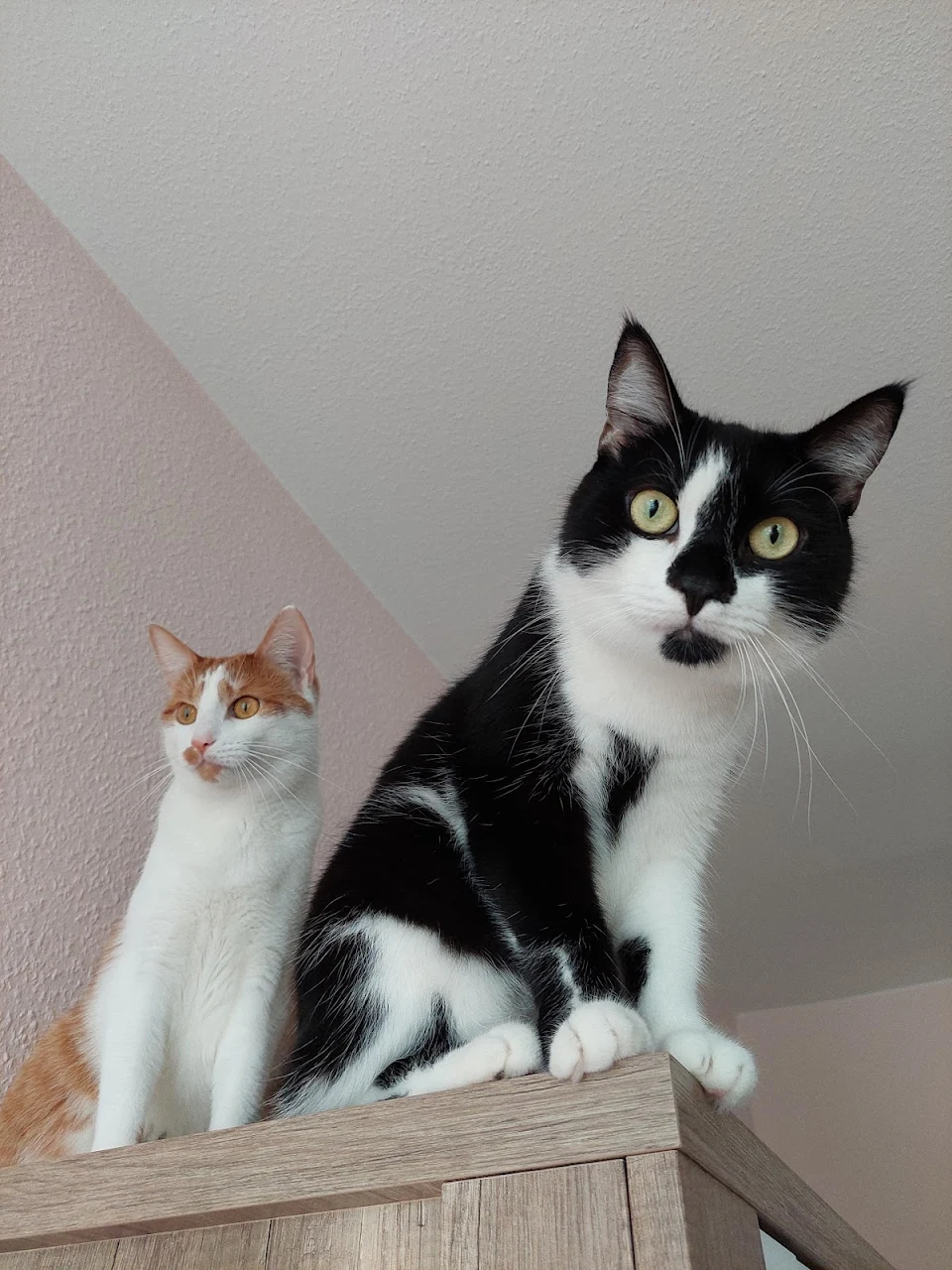 My two cats first attempt at posing for a 90's hiphop album cover (oc)
