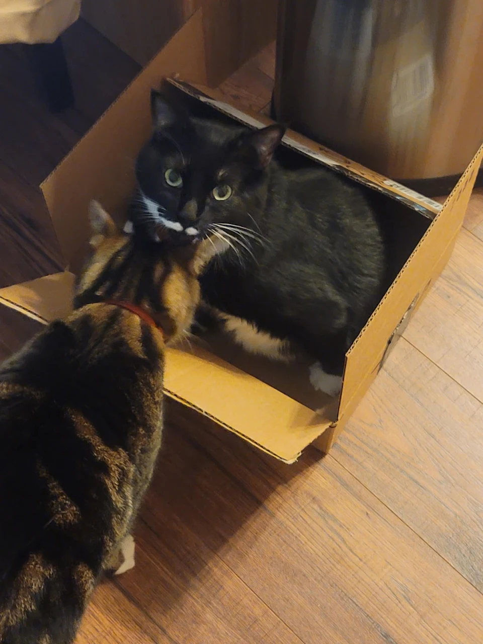 Just a cat in a box