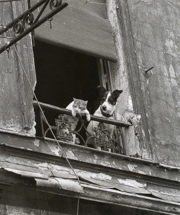 Cat and dog, friends - Paris
