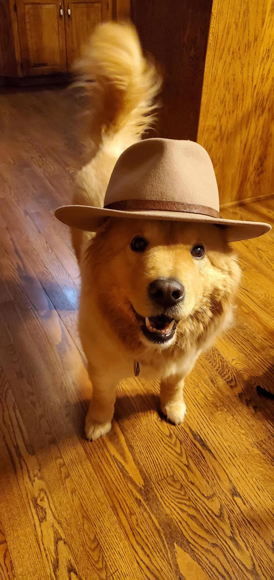 I like to put hats on my Father dog, and she likes to wear them