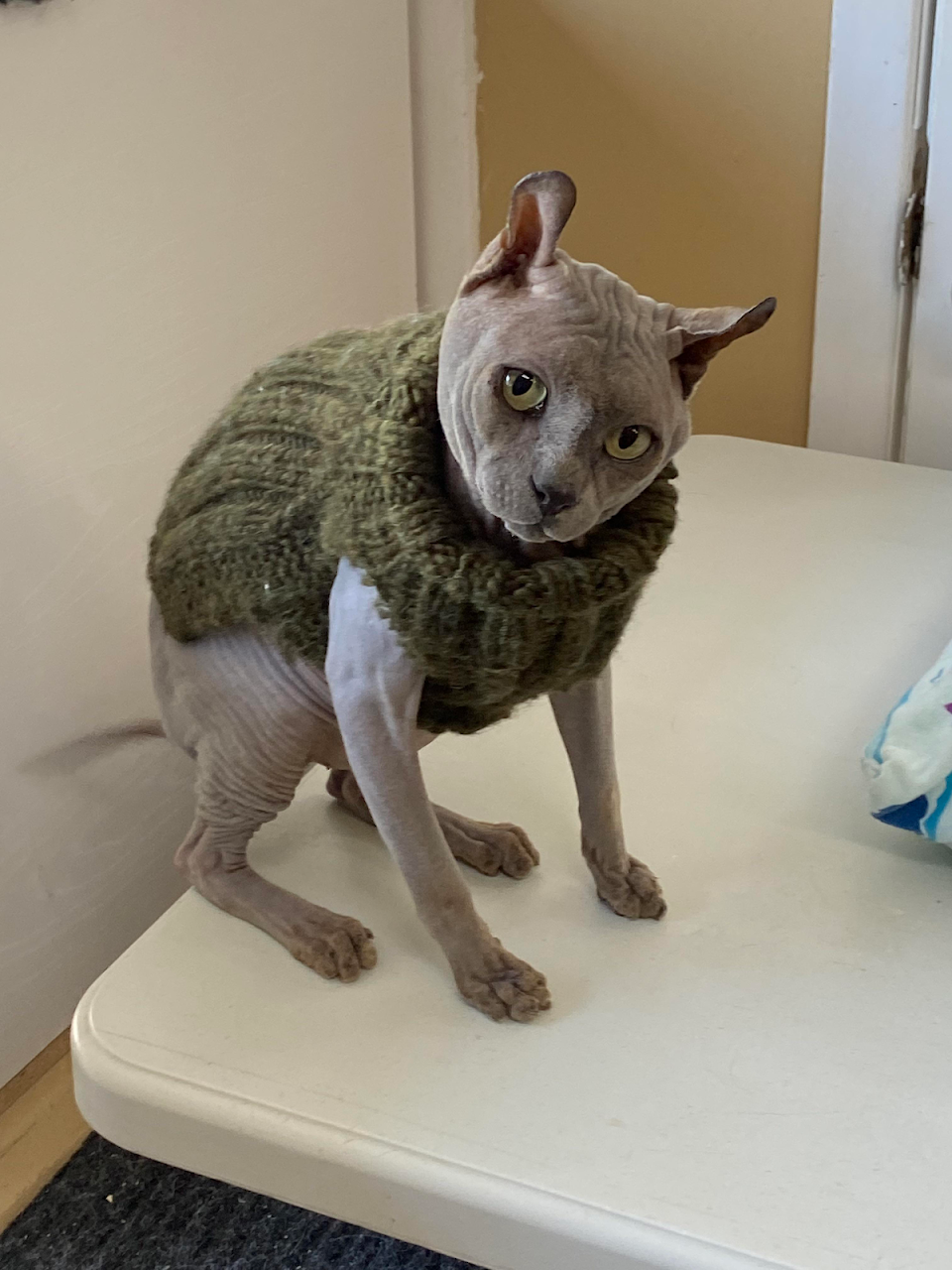 PsBattle: cat in a sweater.