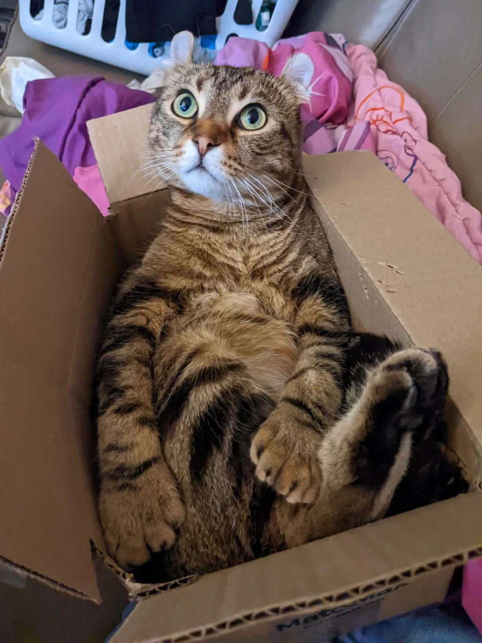 A gift real special, take a look inside. It's a derp in a box!