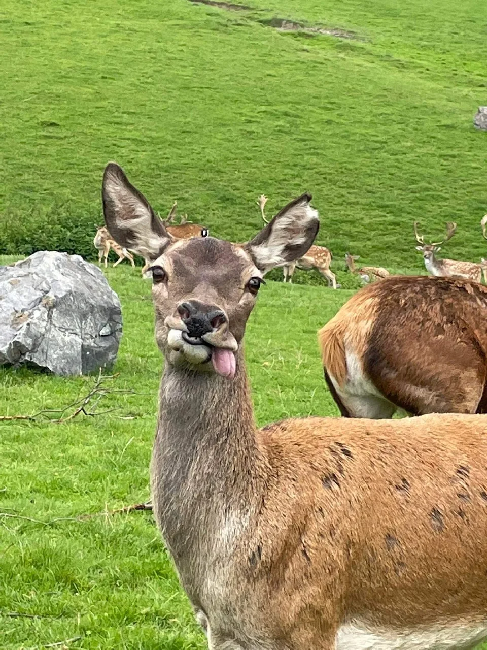 Today in our local zoo - the uber derpy deer