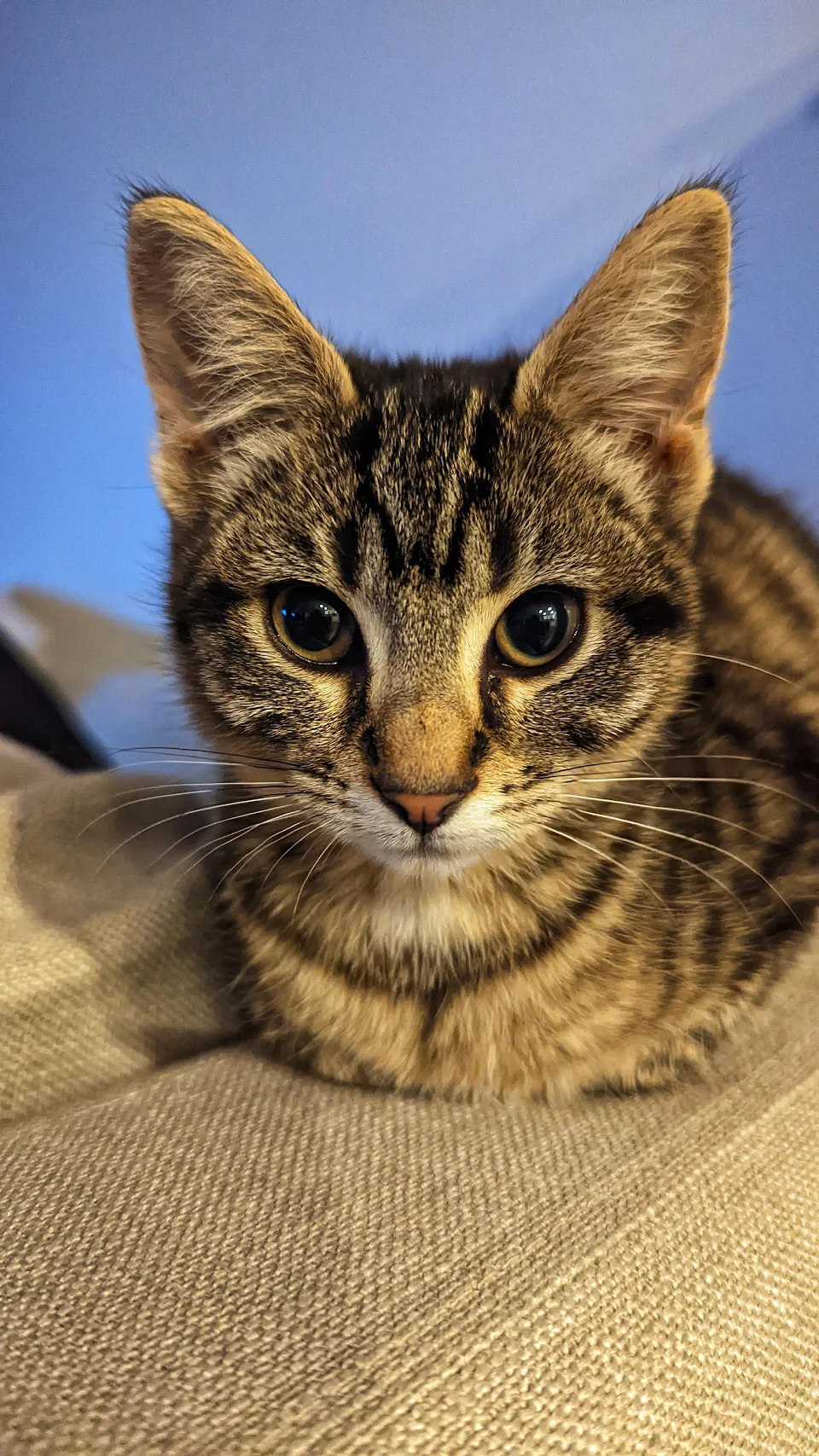The teensiest little loaf ever. Meet Maisie, our tiny tabby.