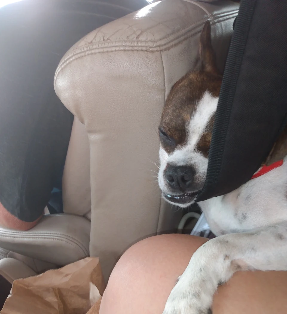 When you're so tired from chasing birds at the beach all day that you fall asleep using a backpack strap as a pillow