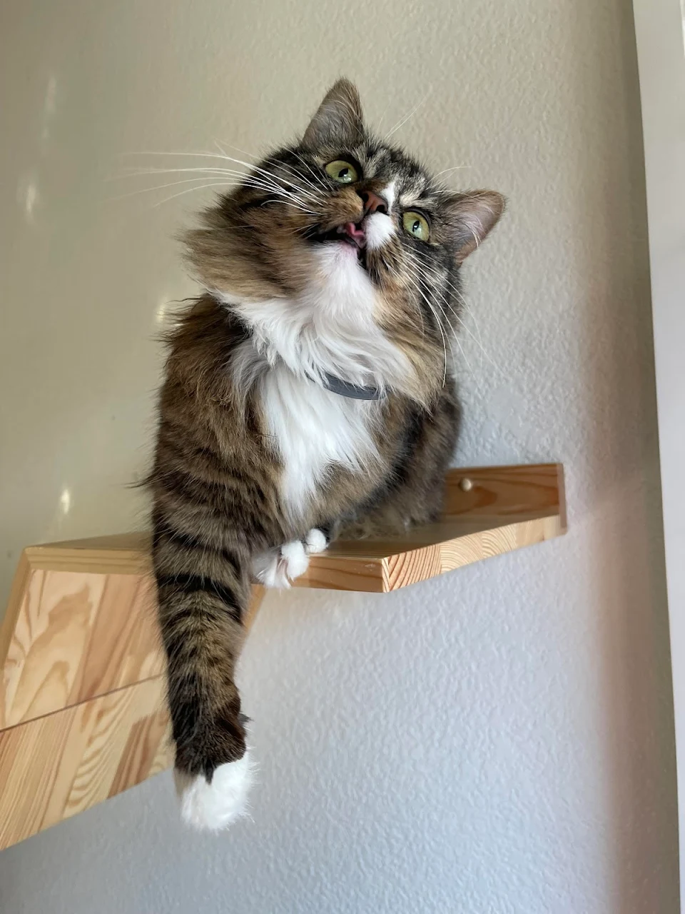 Derpy little mlem and teef