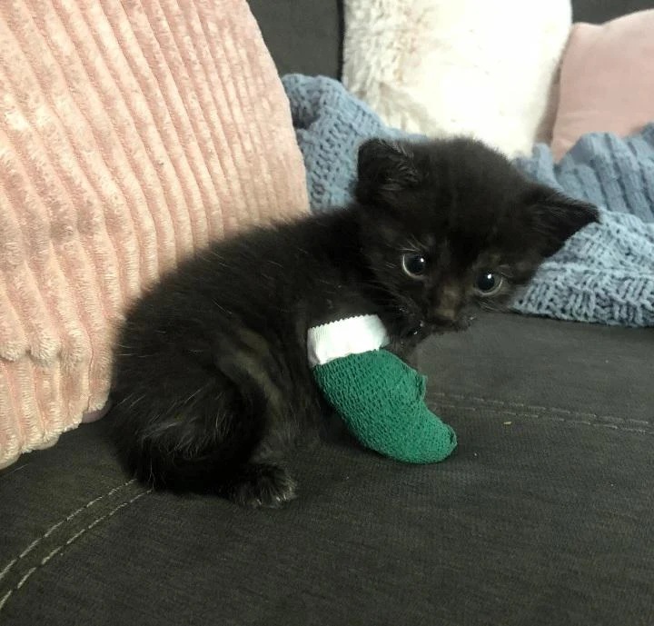 this cat with an arm bandage