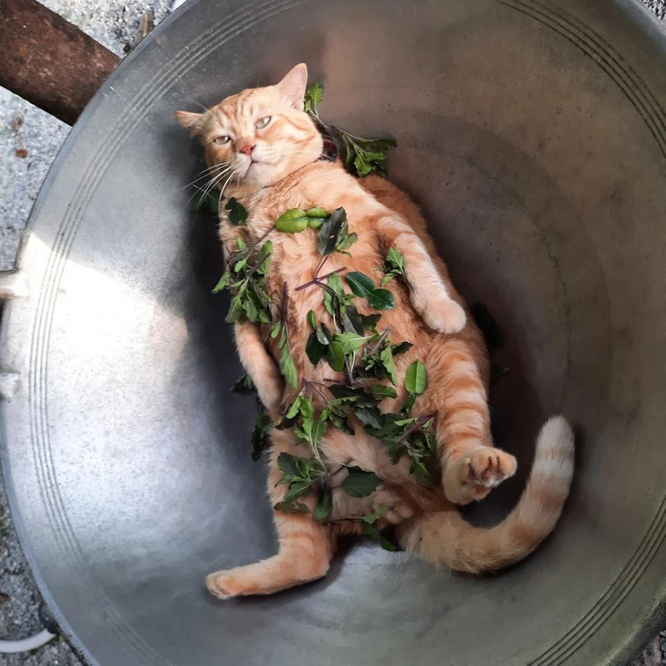 Cat in a wok