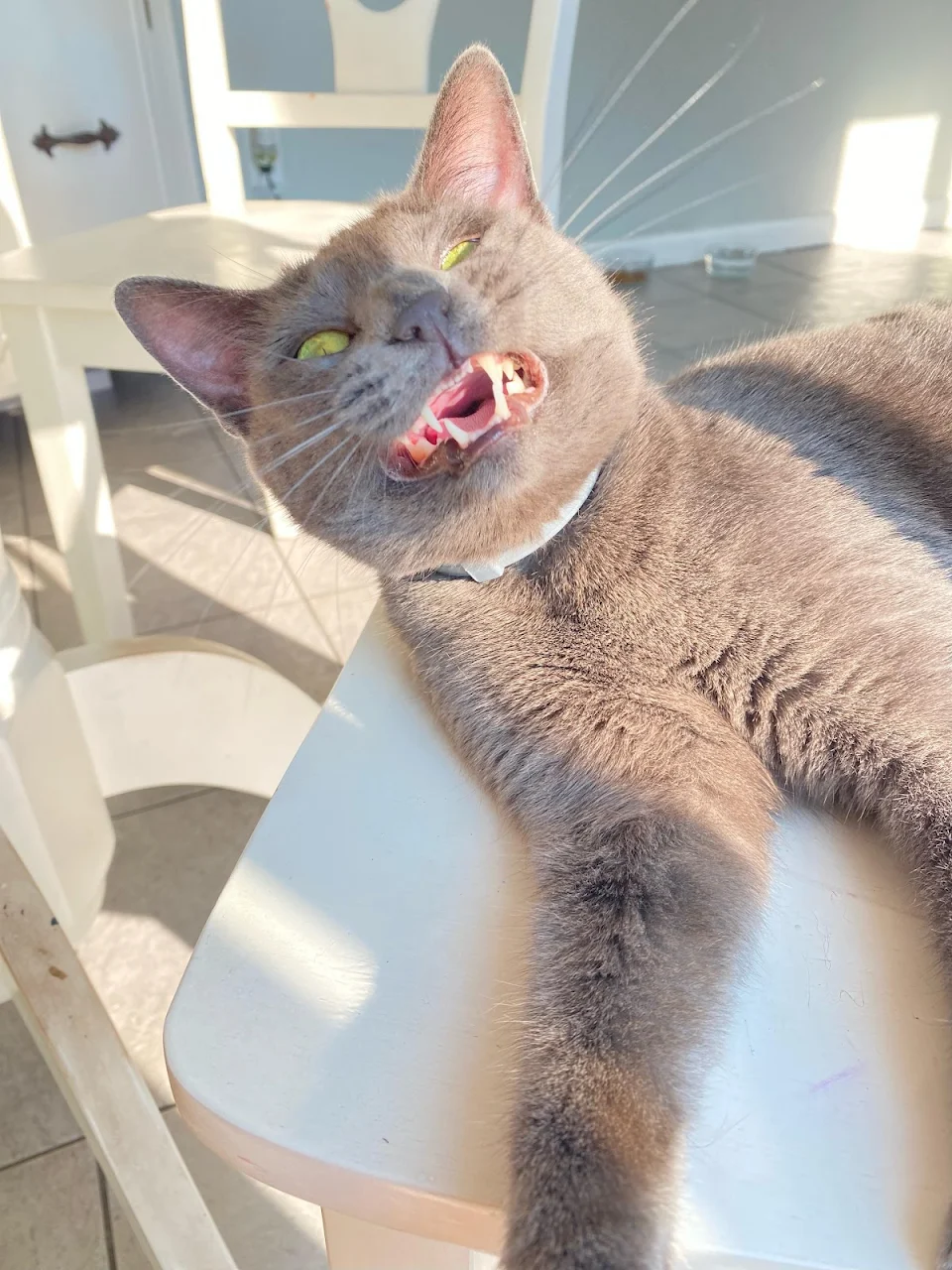 this cat mid sneeze