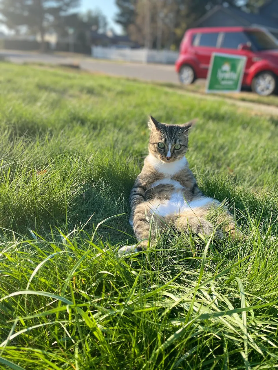 Cat lounging in the grass