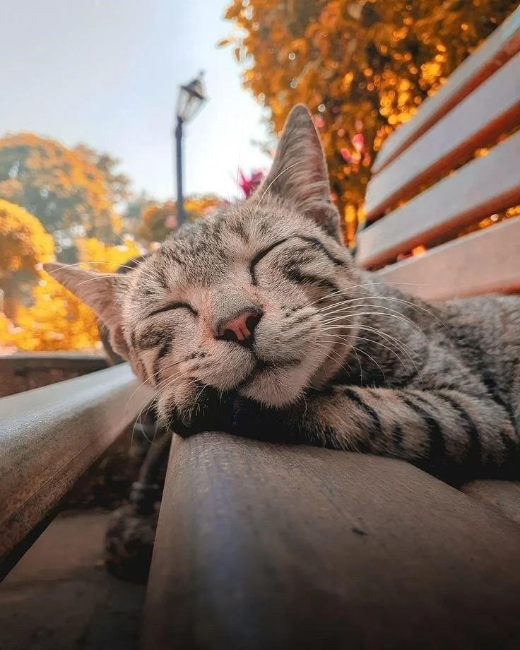 autumn weather puts the cat to sleep