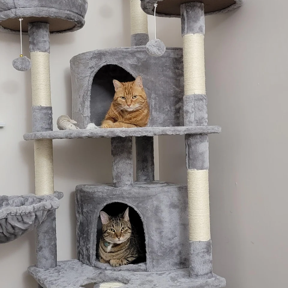 Finished building their cat tower less than 20 minutes ago. I think they approve