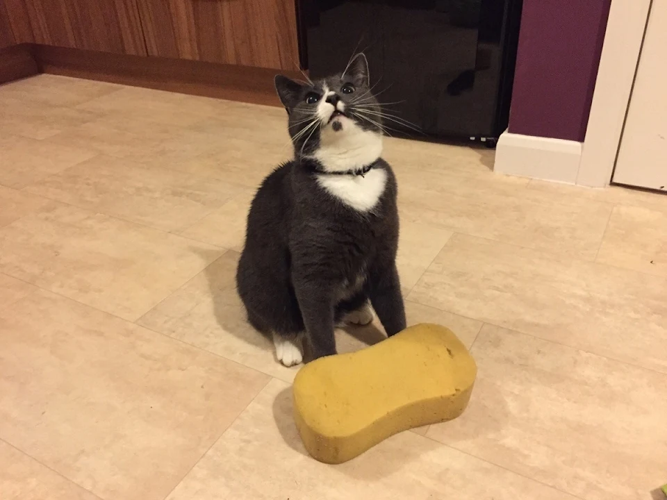 Some cats bring home mice or birds, ours brings home sponges...