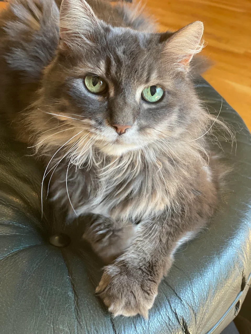my polite girl crossing her fluffy toes for the photo