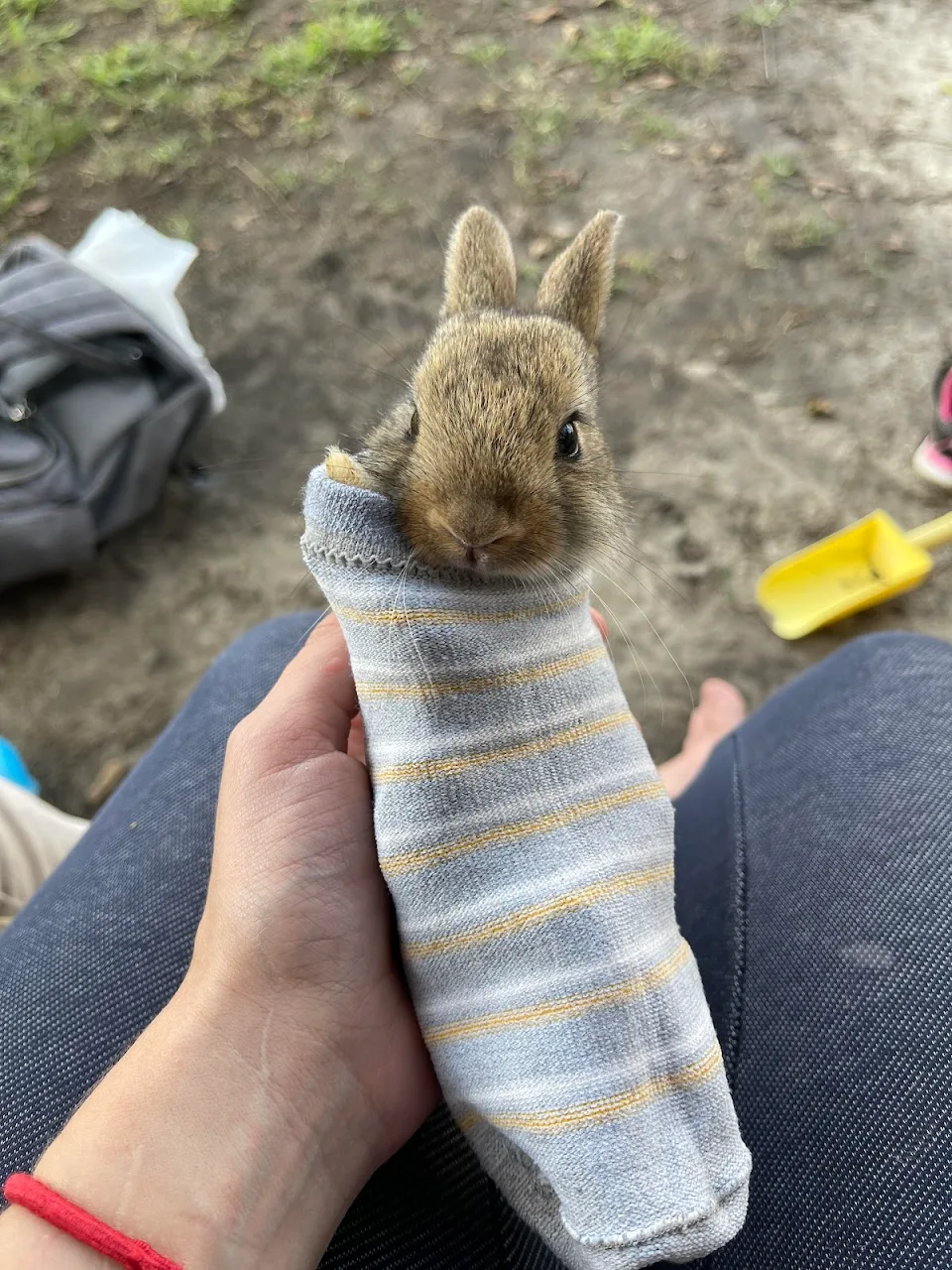Baby bunny in a sock