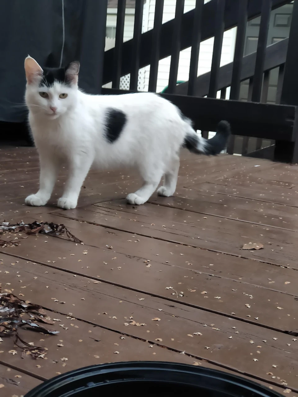 This cutie's been coming to my house a lot. It has a clipped ear, and I've heard that might mean it's a stray that's been caught, fixed and released. Is that pretty standard?