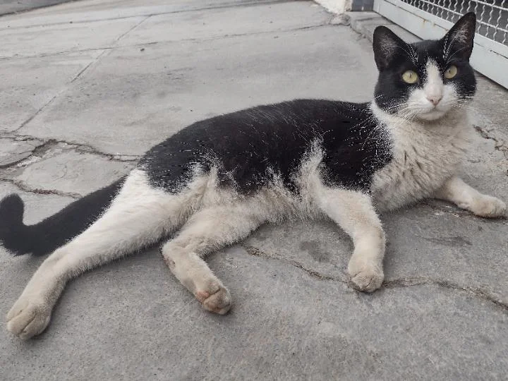 This is Carlos, Carlos was left behind by his owner and now lives on my street. I care for him as much as I can.