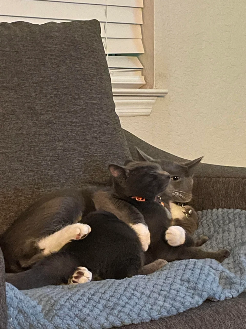 I think my cat is possessive of the new kitten