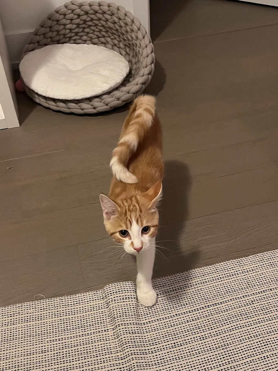 My new kitten’s tail is parallel to his body instead of perpendicular when he’s happy. No signs of discomfort. Is this normal for an 8 week old kitten?