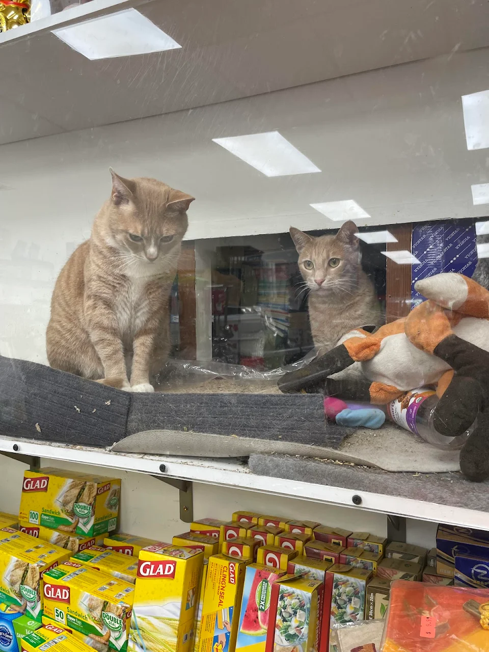 Found a cat den inside a local store!