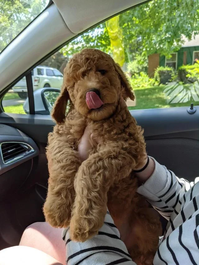 My wife and I got our first dog today!