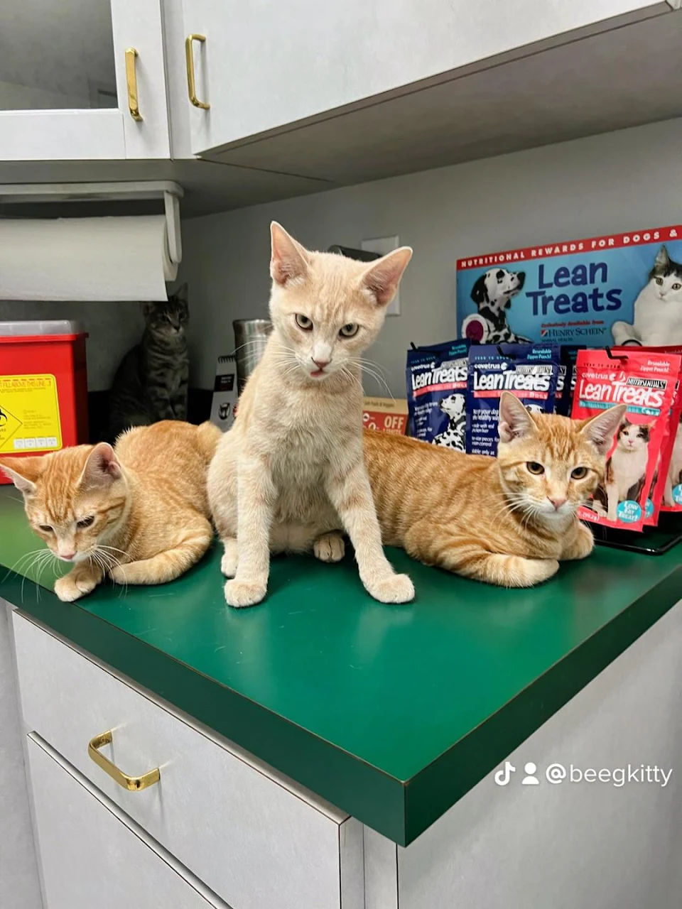 Three orange cats