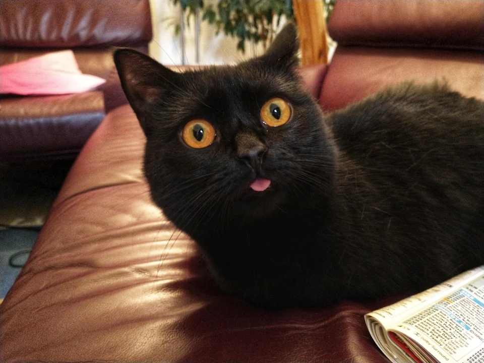 Blep for the Petshow...