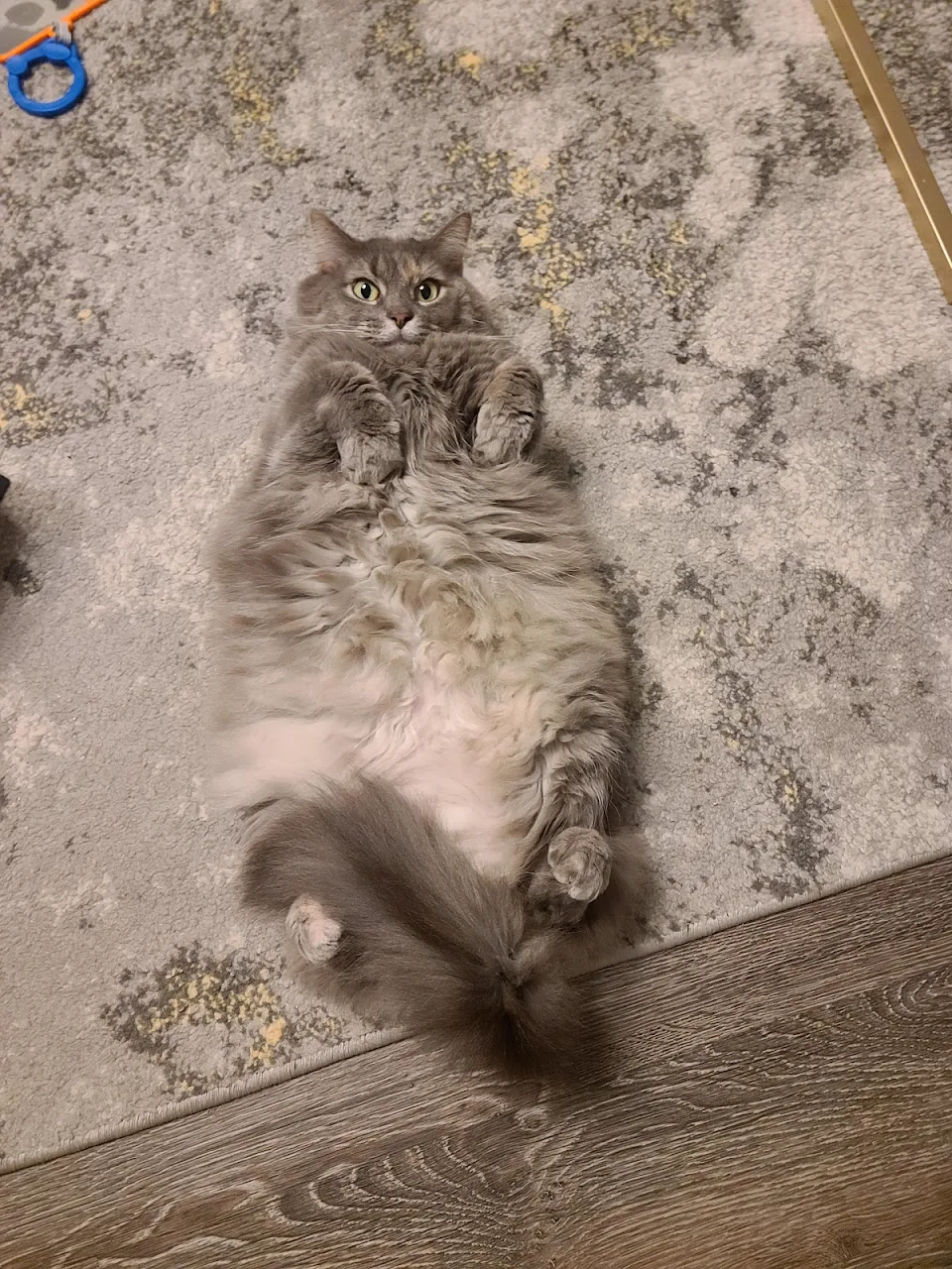 Luna cat. she's fluffy. she will chomp if you touch the belly.