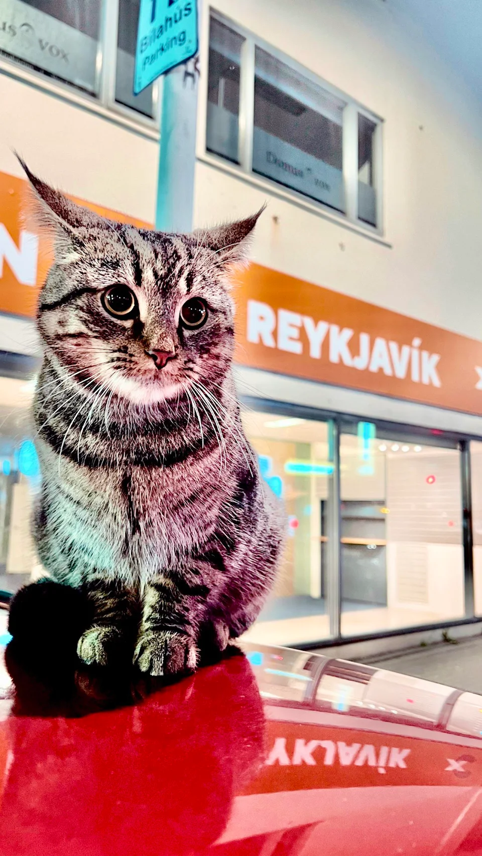 (OC) Cat on Car. This friendly cat followed me and my gf for a ways in Reykjavik city center. She kept getting in front or on higher ground to receive pets.