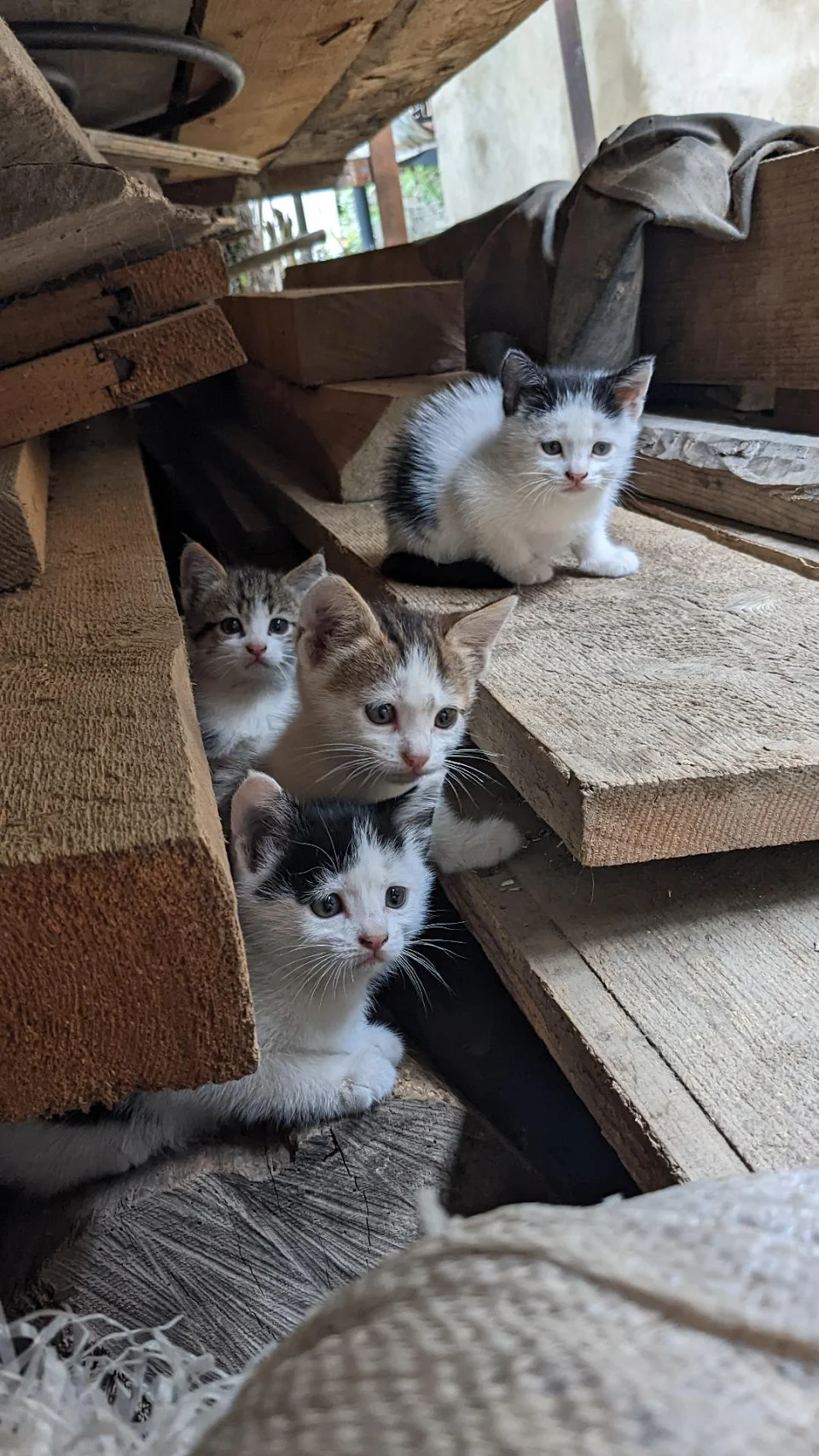 A family of very curious feral kittens living in my grandma's backyard:)