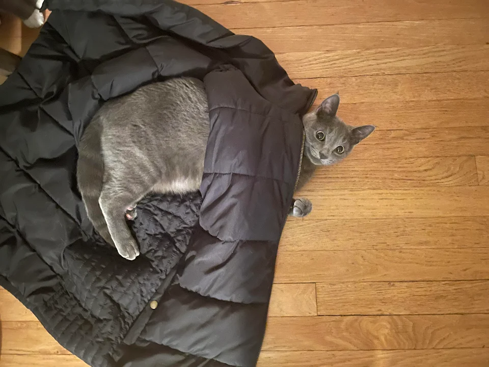 Max in my mom's coat.