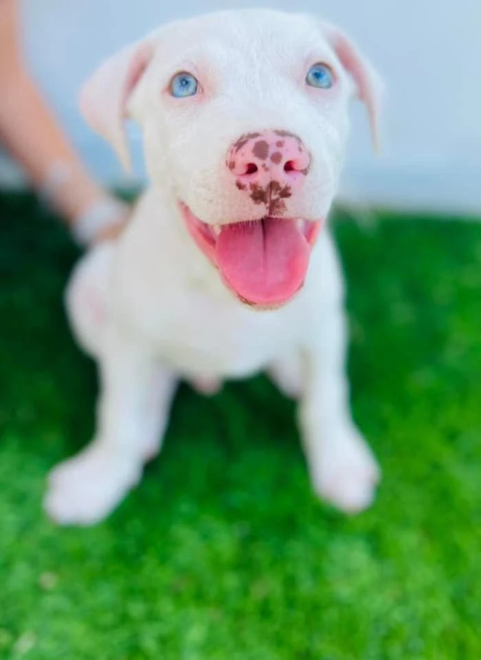 This beautiful, spot nose pup is up for adoption.