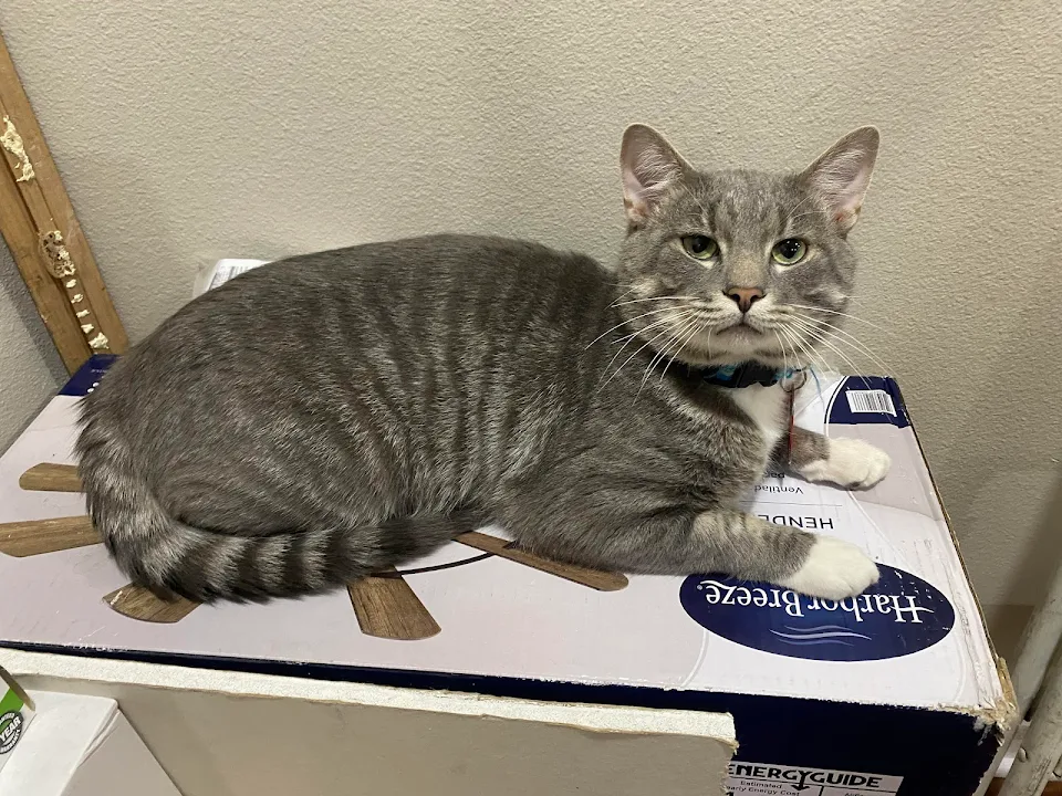 Anyone know why my cat just likes to chill on top of this box? It doesn’t have my scent or anything. He just loves to sit on it.