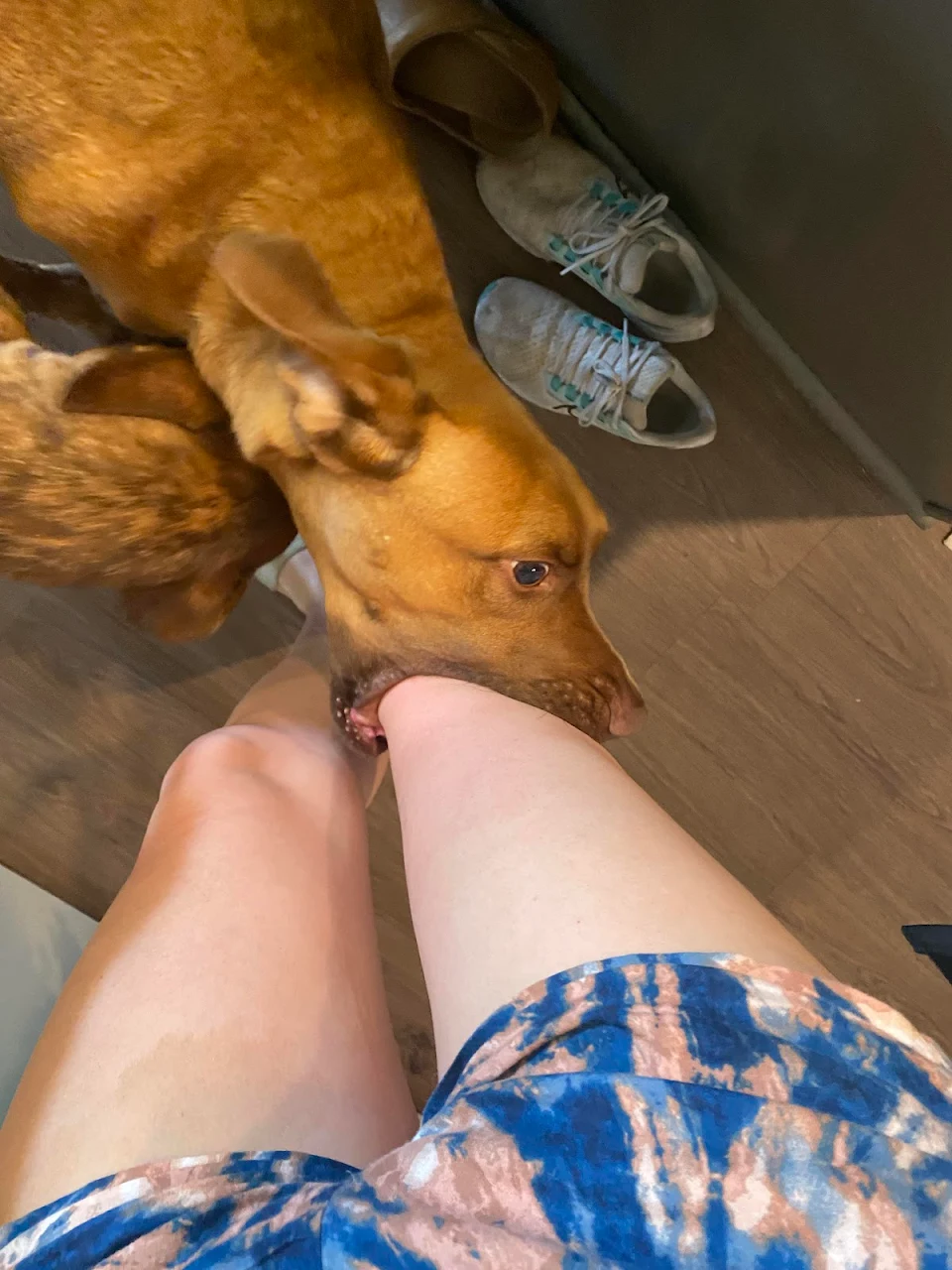 My friend’s dog gently puts your knee into his mouth when he is happy to see you