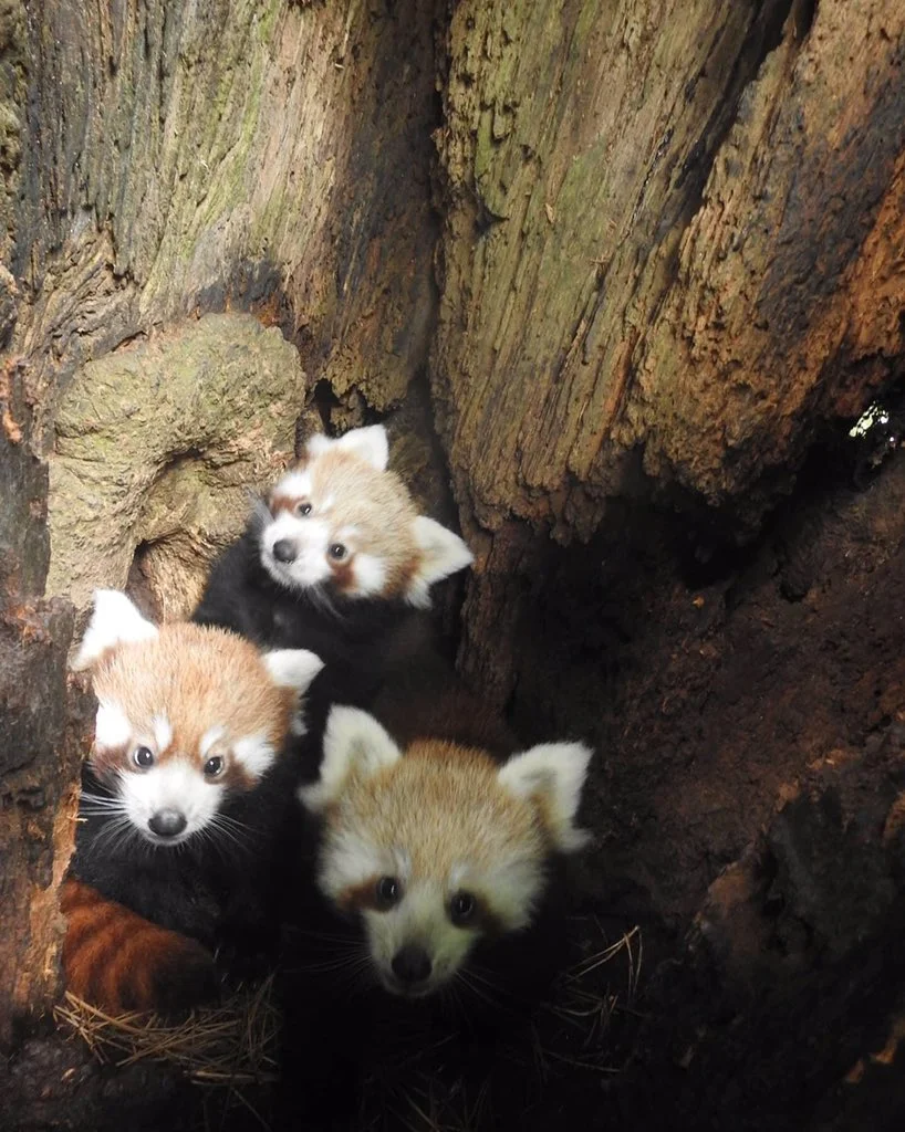 Red panda family living in a tree hollow