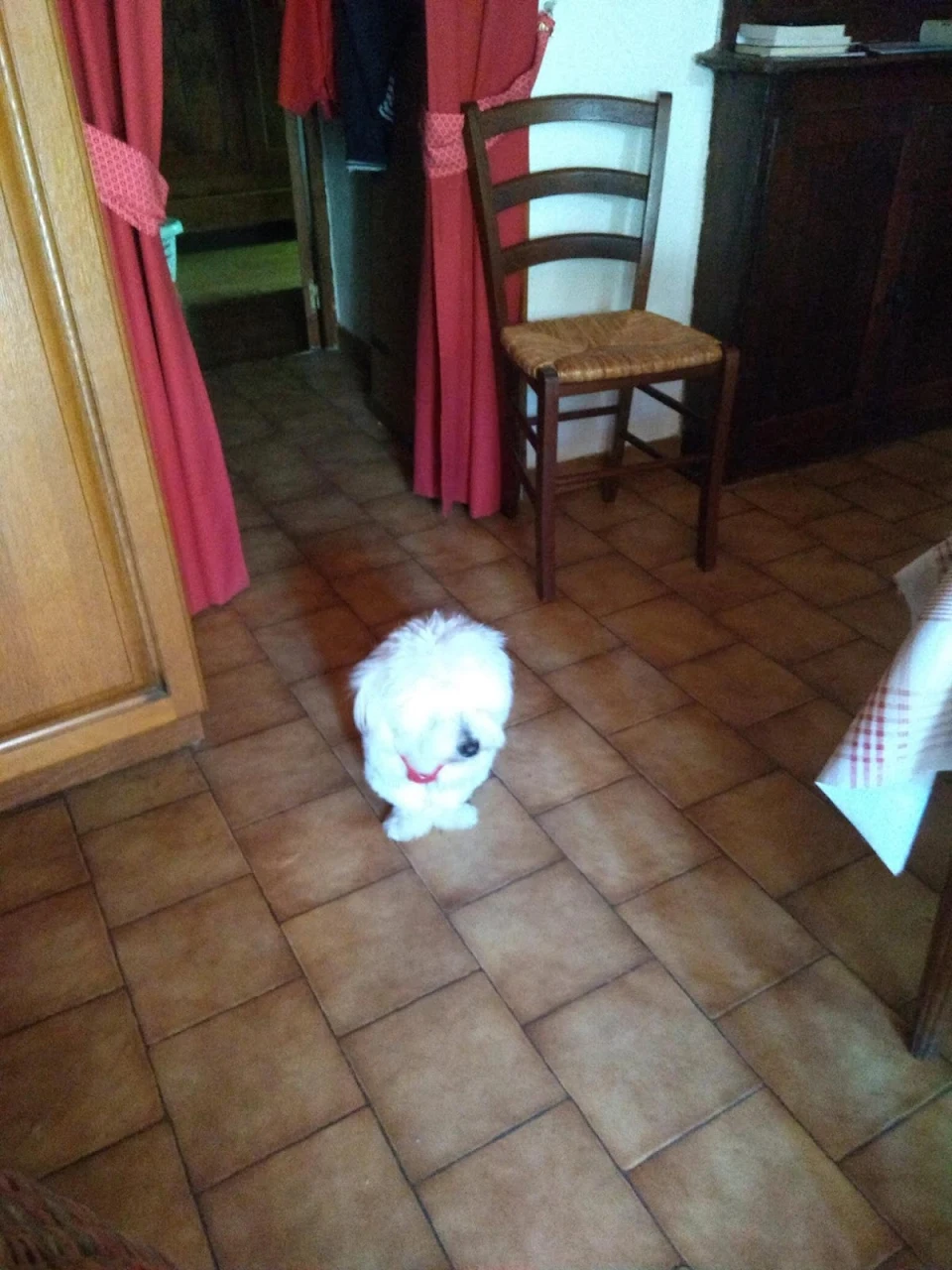 The way my uncle's dog put its front paws