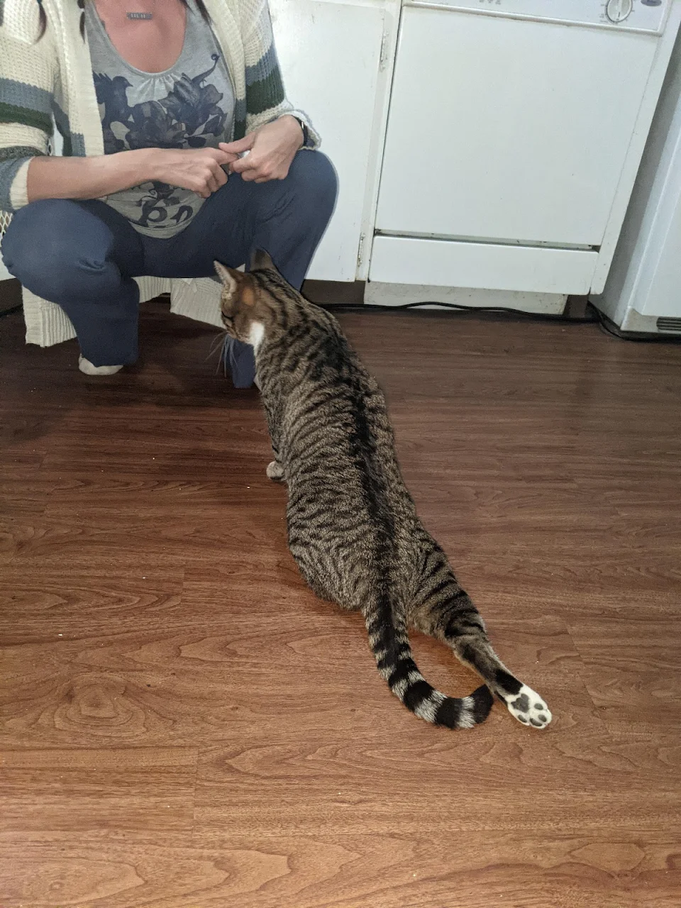 what to do with cat who fakes injury just to get wet food?