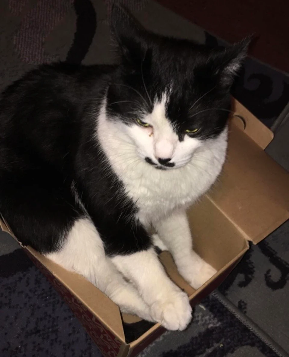 My cat, Frank. He loves boxes and looks angy 😡