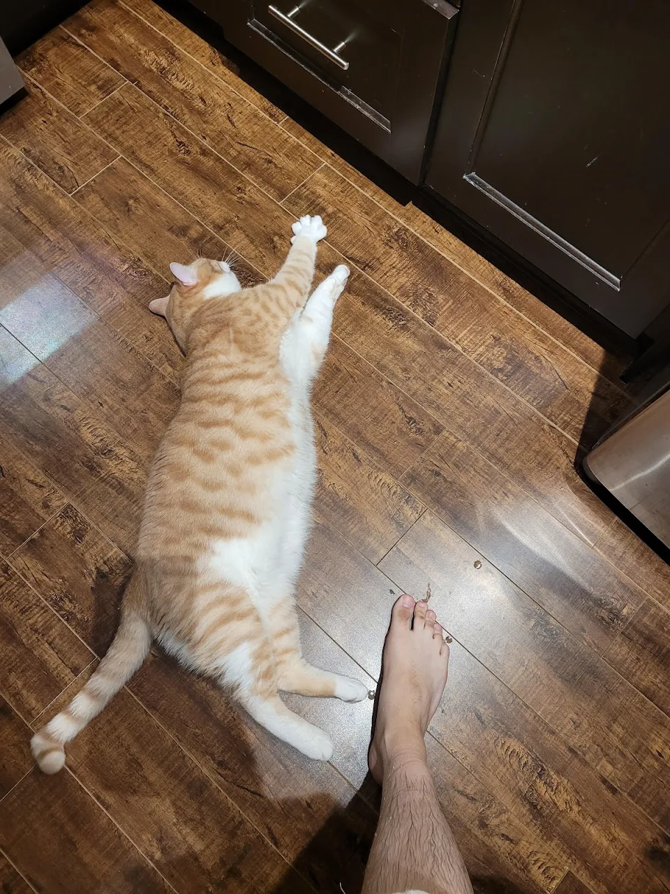 My XL cat. men's size 10 foot for scale.