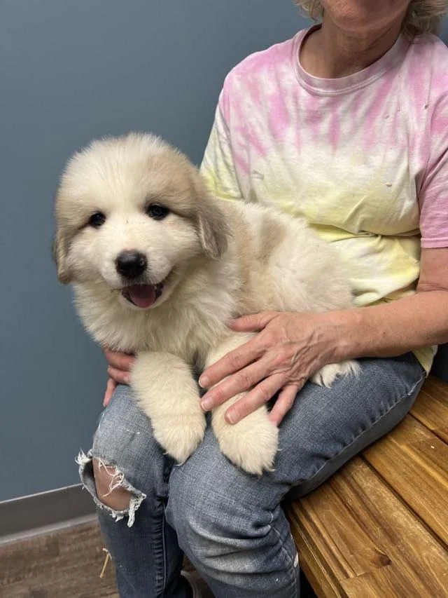 Name our new female Great Pyrenees puppy!